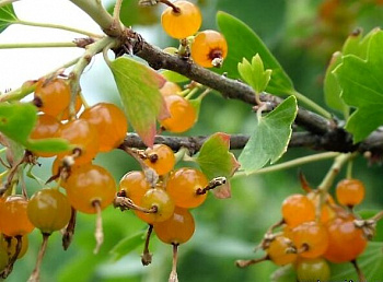 Смородина золотистая Ляйсан