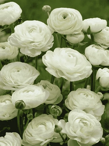 Лютик Азиатский  White