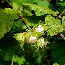 Лещина обыкновенная