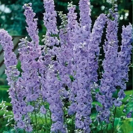 Дельфиниум тихоокеанский Гуневер