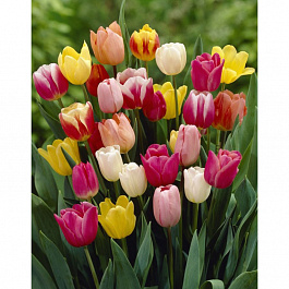 Тюльпан Триумф &quot;Весенний фейерверк&quot; смесь сортов
