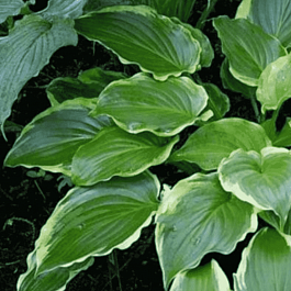 Хоста Sugar and Spice