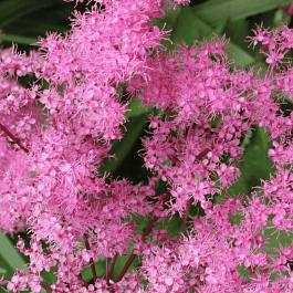 Лабазник пурпурный Kahome