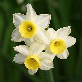 Нарцисс тацеттовидный Минноу Нарцисс тацеттовидный Минноу