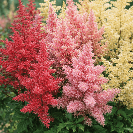 Астильба Арендса Mix