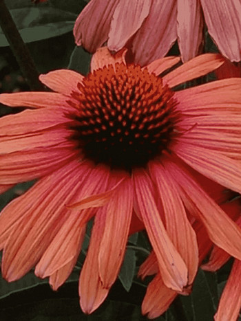 Эхинацея пурпурная Mama Mia