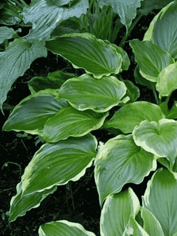 Хоста Sugar and Spice