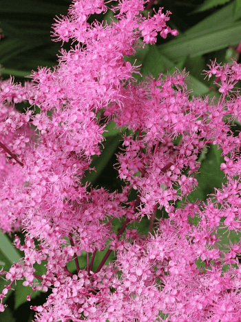 Лабазник пурпурный Kahome