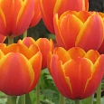 Тюльпан World Favourite