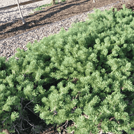 Сосна обыкновенная Hilside Creeper