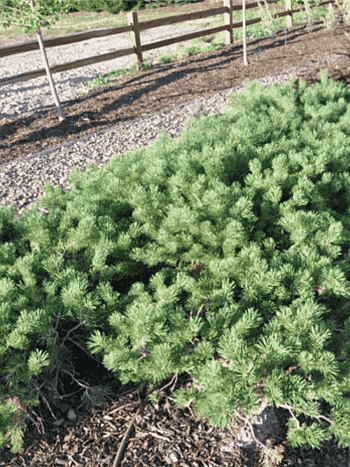 Сосна обыкновенная Hilside Creeper