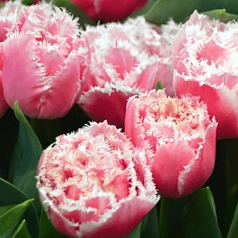 Тюльпан Queensland