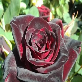 Роза чайно-гибридная  Black Magic