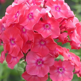 Флокс метельчатый Земляничное Суфле