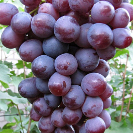 Виноград плодовый Низина