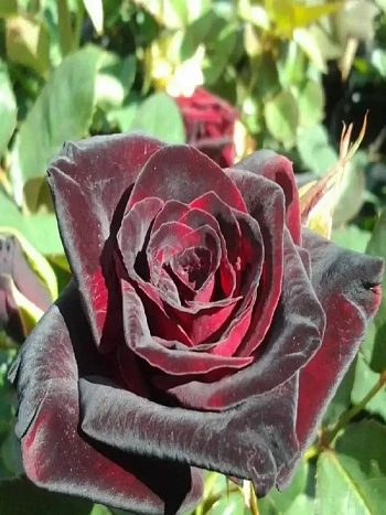 Роза чайно-гибридная  Black Magic