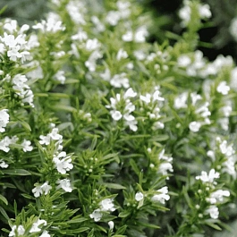 Чабер горный