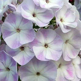 Флокс метельчатый Герман