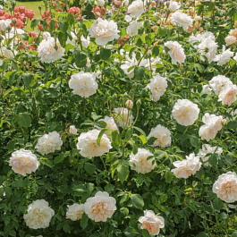 Роза Английская кустовая Lichfield Angel