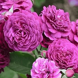 Роза Флорибунда New Age