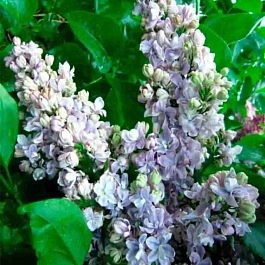 Сирень обыкновенная Чистая вода