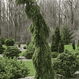 Ель сербская Bruns