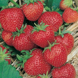 Земляника садовая Ред гонтлет Земляника садовая Ред гонтлет