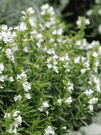 Чабер горный