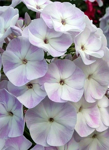 Флокс метельчатый Герман