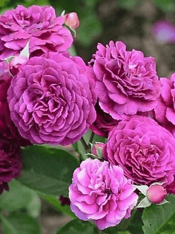 Роза Флорибунда New Age