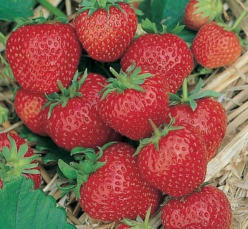 Земляника садовая Ред гонтлет
