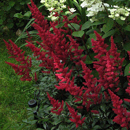 Астильба Арендса Ред Чарм