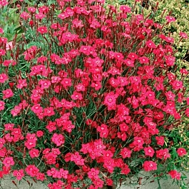 Гвоздика травянка Brilliant