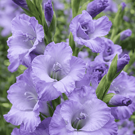 Гладиолус Sweet Blue