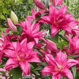 Лилия Roselily Floretta