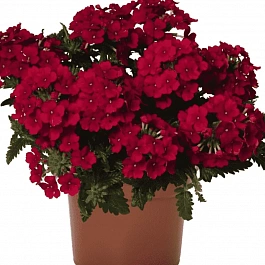 Вербена Lindolena Red