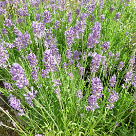 Лаванда узколистная Анна
