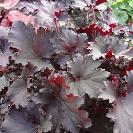 Гейхера гибридная Бинош Гейхера гибридная Бинош