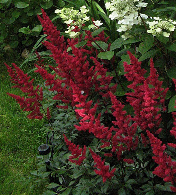 Астильба Арендса Ред Чарм