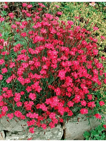 Гвоздика травянка Brilliant