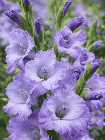 Гладиолус Sweet Blue