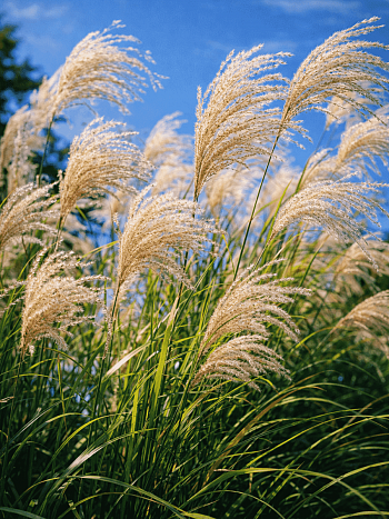 Мискантус New Hybrids