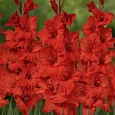 Гладиолус Fire Frizzles