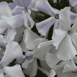 Флокс метельчатый Небеса