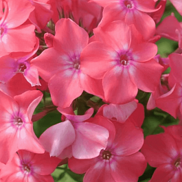 Флокс метельчатый Графика