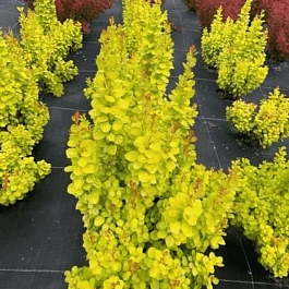 Барбарис Тунберга NEON GOLD