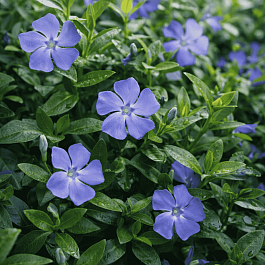 Барвинок малый HAWAII