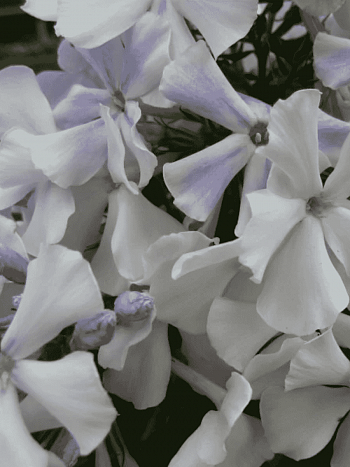 Флокс метельчатый Небеса