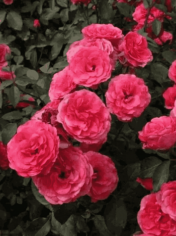 Роза Плетистая  Antike