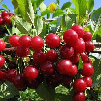 Вишня степная Изобильная